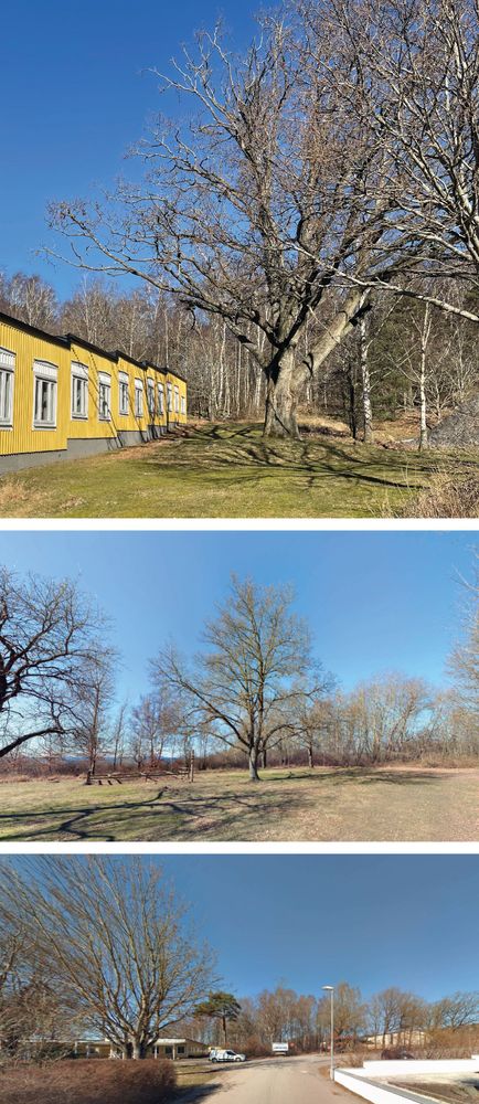 Bilderna visar träd som ska bevaras (överst och mitten) samt siktlinje sett från Lingvägen och befintliga bostäder i anslutning till planområdet (nederst).