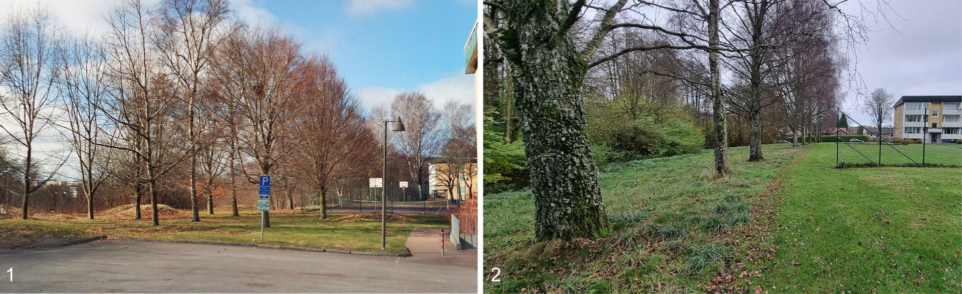 Bild 1: Träden i planområdets sydöstra del där en parkeringsplats är tänkt att anläggas. Cirka fem av dessa träd behöver tas ner. Bild 2: Trädallén i planområdets sydvästra del.